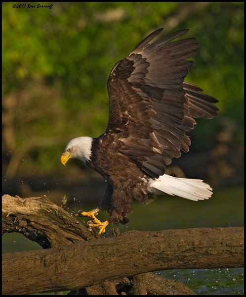 _0SB0490 american bald eagle.jpg